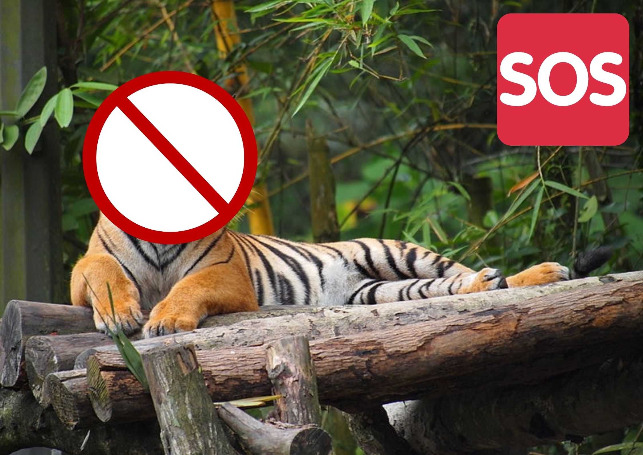 There are around 200 Malayan Tigers left in the wild