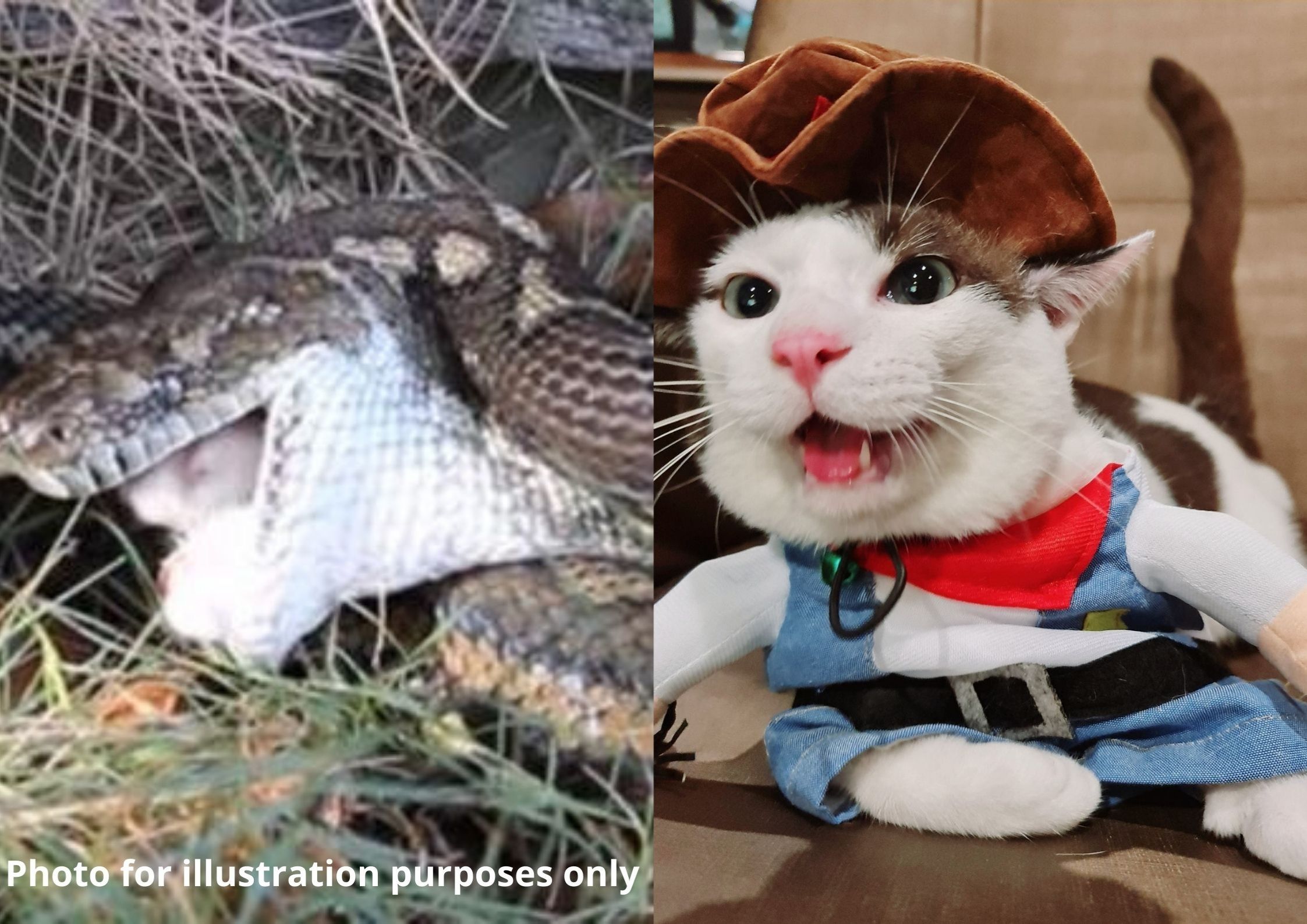 The snake was found by the owner’s young daughter.