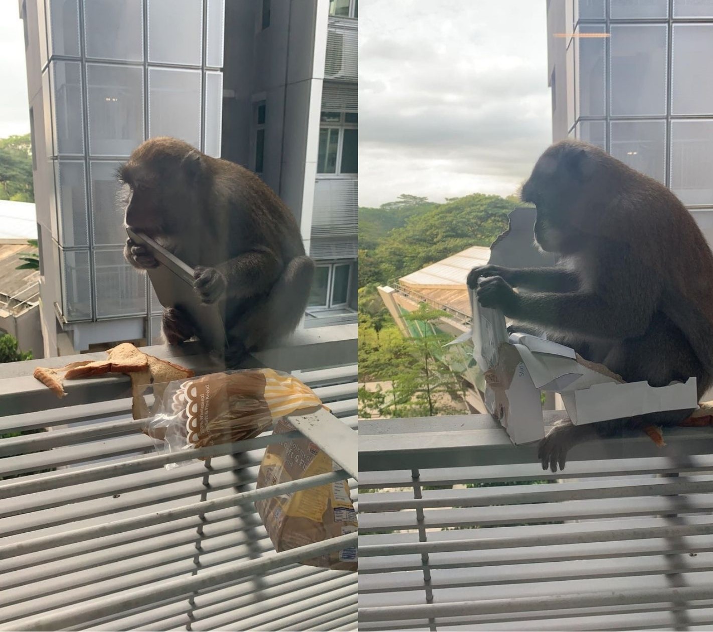Seems like there’s a lot of monkey business going around NTU, Singapore!