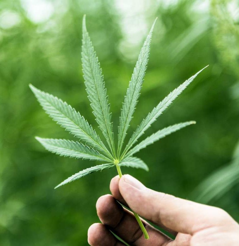 Study Finds Weed Compounds May Prevent COVID-19 Infections