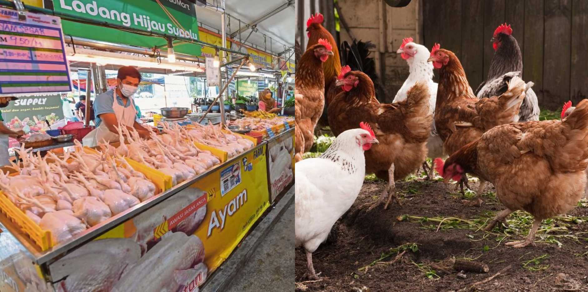 The ban will be in place till the price of chicken stabilizes in the country. 